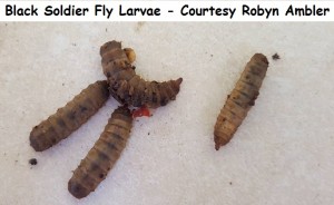 Black Soldier Fly Larvae - Courtesy Robyn Ambler wm 
